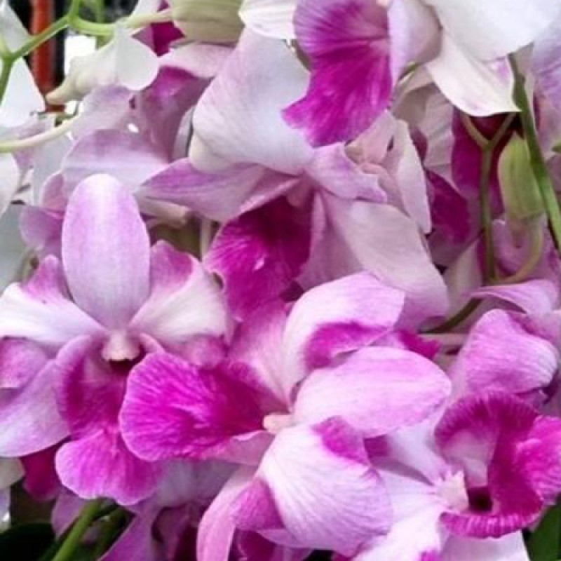 DENDROBIUM - HOLA PINK