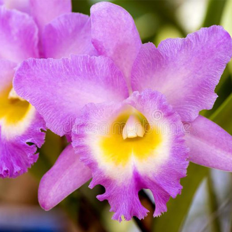 VANDA -BANGKOK STERII