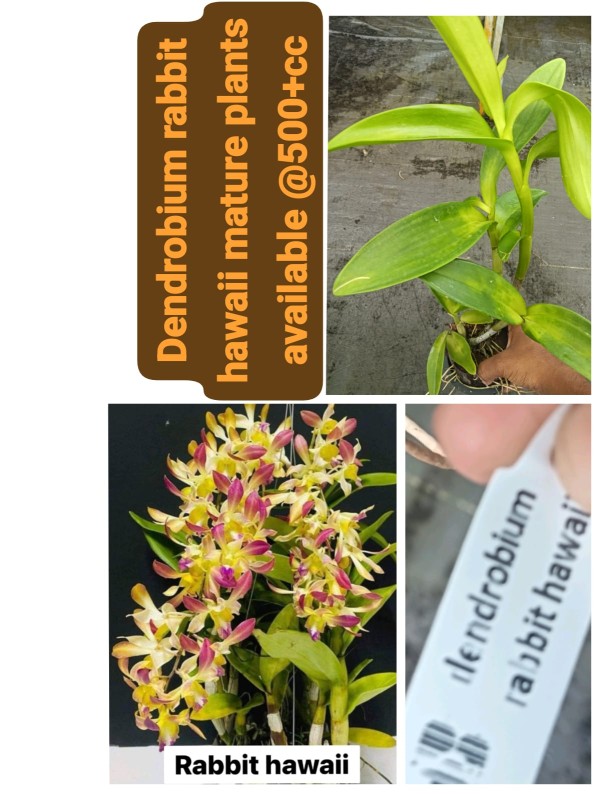 DENDROBIUM RABBIT HAWAII (MATURE PLANT)