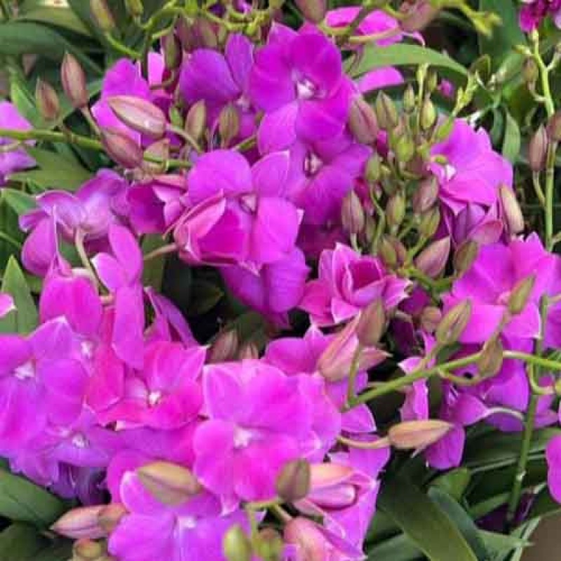DENDROBIUM MINI PINK 3 LIP SEEDLING 