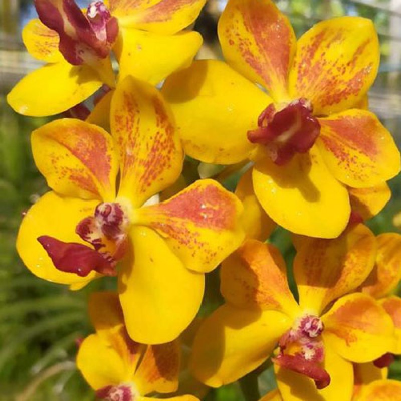 VANDA - MEMTIEN CHAI