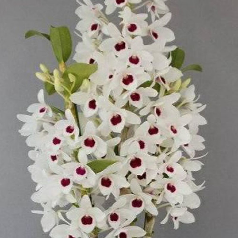 DEN.NOBILE - WATANABLE WHITE