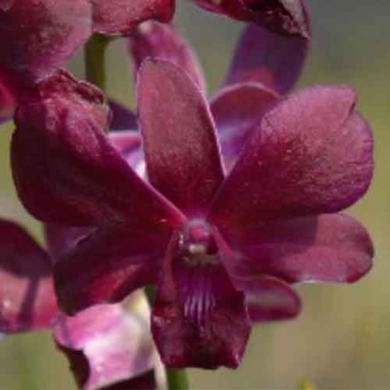 DENDROBIUM MAHOGANEE SEEDLINGS