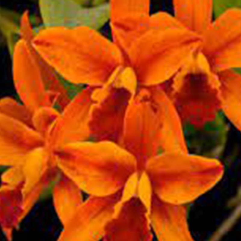 CATLIYA - NETRASIRN STAR BRIGHT ORANGE