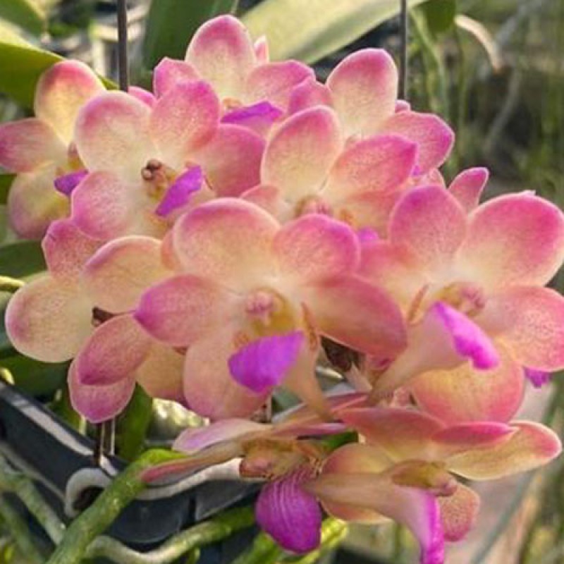 VANDA - WUTTIPANARA MANOONYA