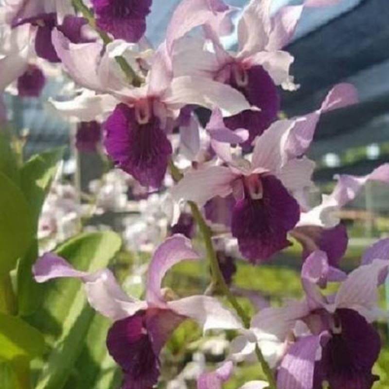 DENDROBIUM - JOEY # 54 