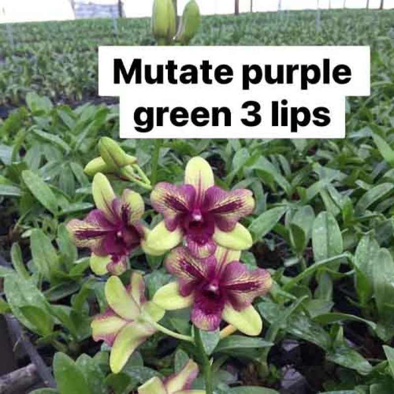 DENDROBIUM MUTATE PURPLE GREEN 3 LIP