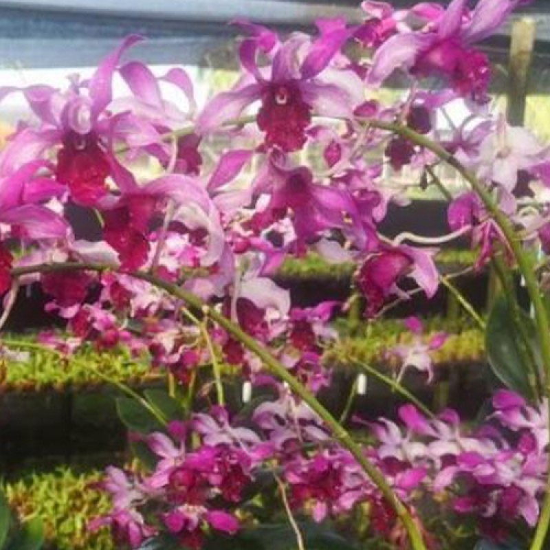 DENDROBIUM - CAESAR BIG RED LIP 