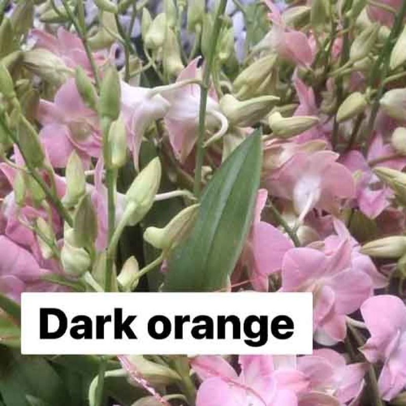 DENDROBIUM DARK ORANGE MATURE PLANT