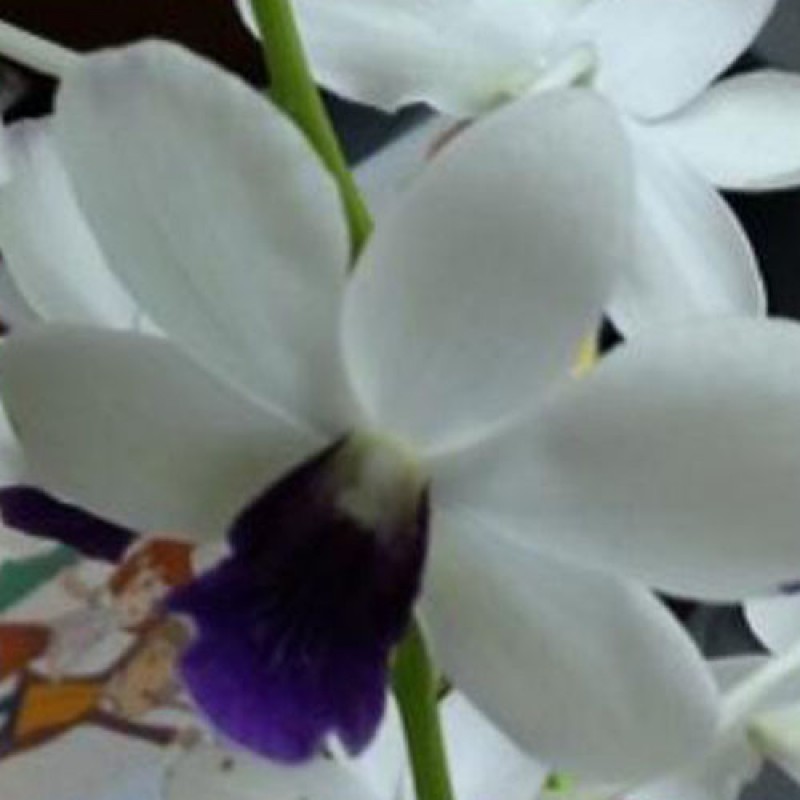 DENDRODIUM (SEEDLING) - WHITE BLUE LIP
