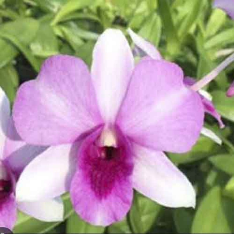 DENDROBIUM SUGAR PINK (MATURE PLANT)