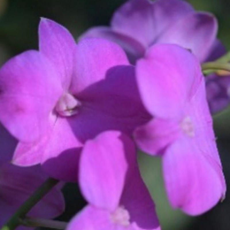 DENDROBIUM - MINI PINK 3 LIPS