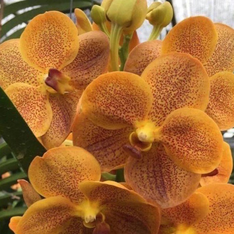 VANDA - 409