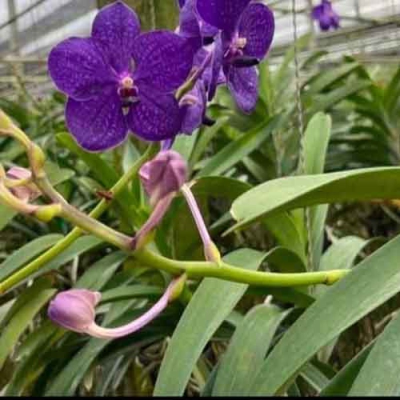 VANDA PACHARA BLUE MATURE PLANTS