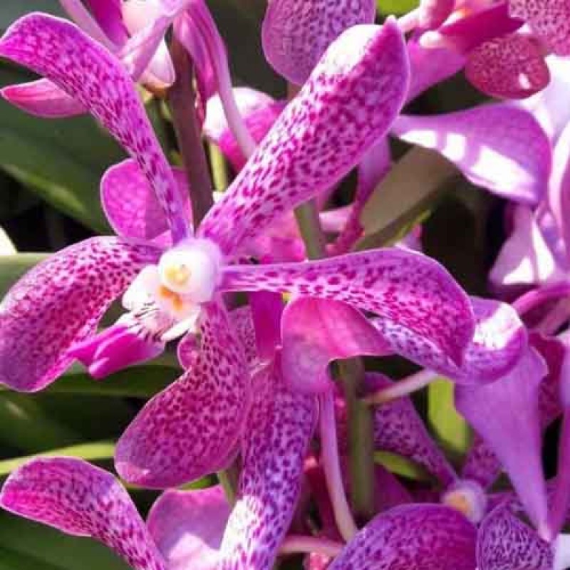 MOKARA BLUE SPOT (SIDE CUT)