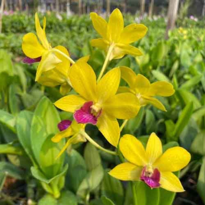 DENDROBIUM YELLOW RED LIP STAR MATURE