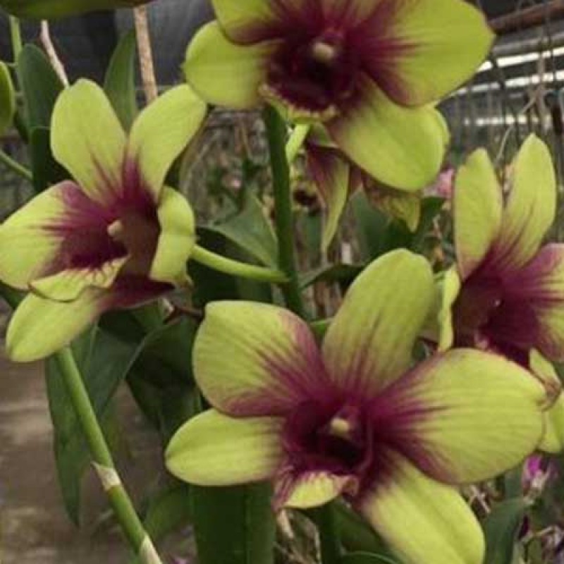 DENDROBIUM - MADAME SPLASH
