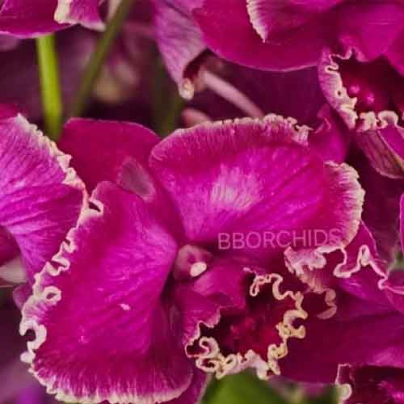 DENDROBIUM CHABA RED CURLY EDGE MATURE