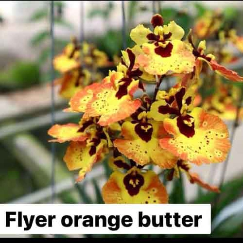 TULUMINA -FLYER ORANGE BUTTER