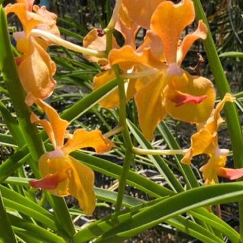 SUN VANDA - ORANGE 