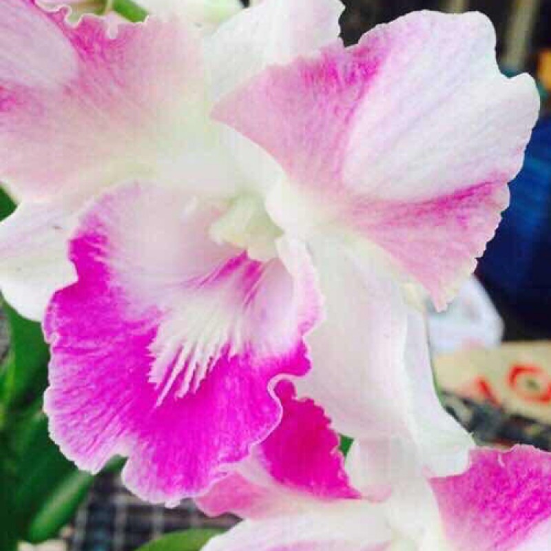DENDROBIUM -DRAGON PINK 