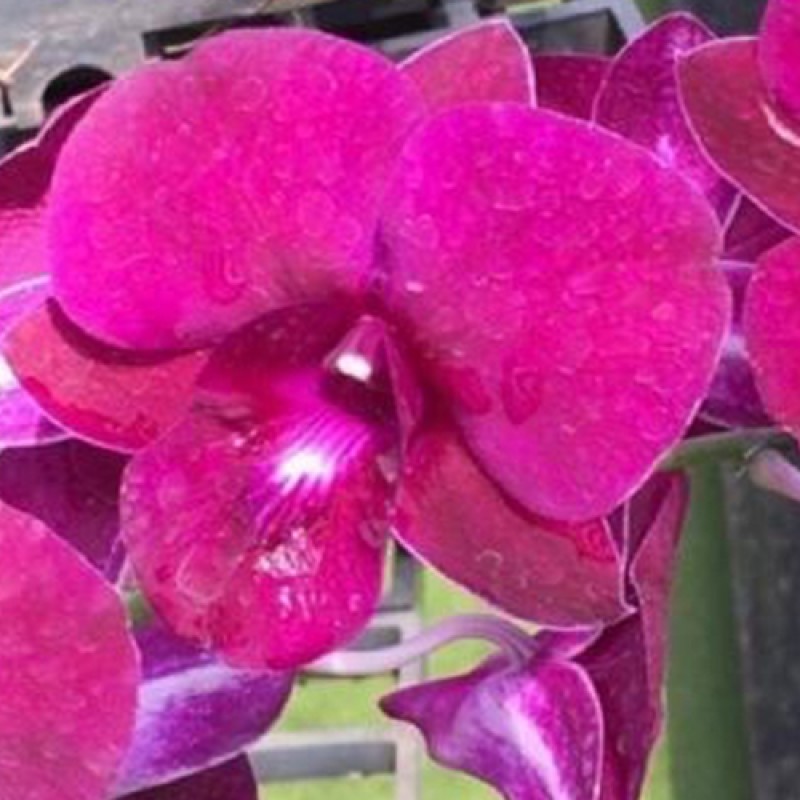 DENDROBIUM - MORE RED THAILAND