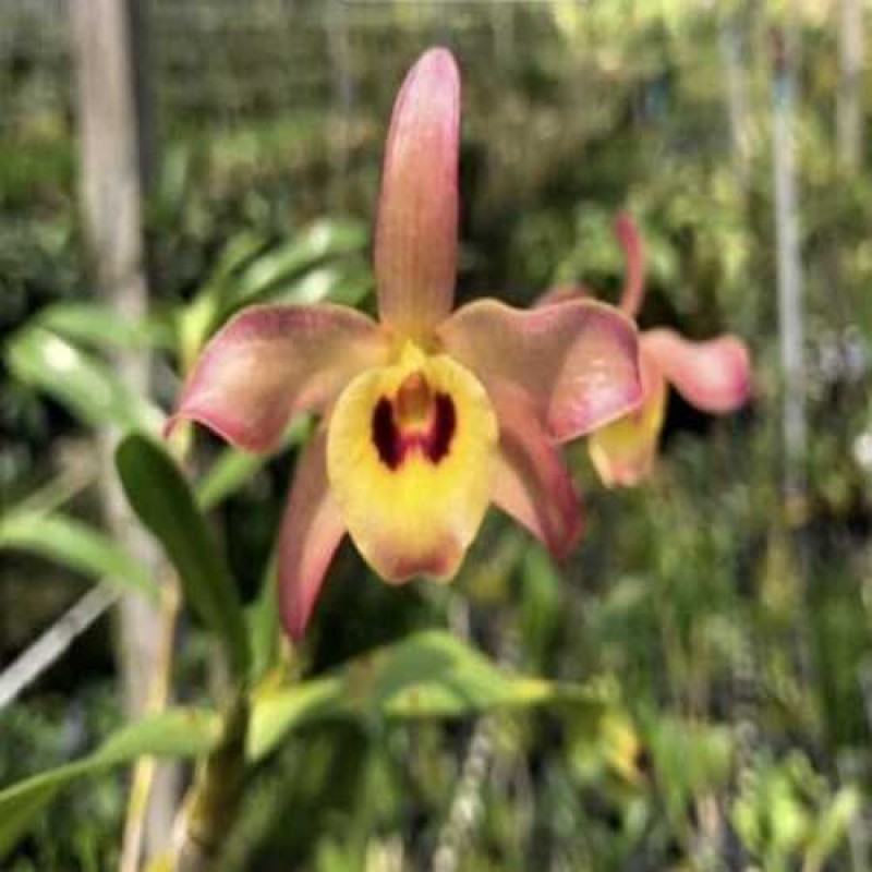 DEN-FREDERICKSIANUM PINK