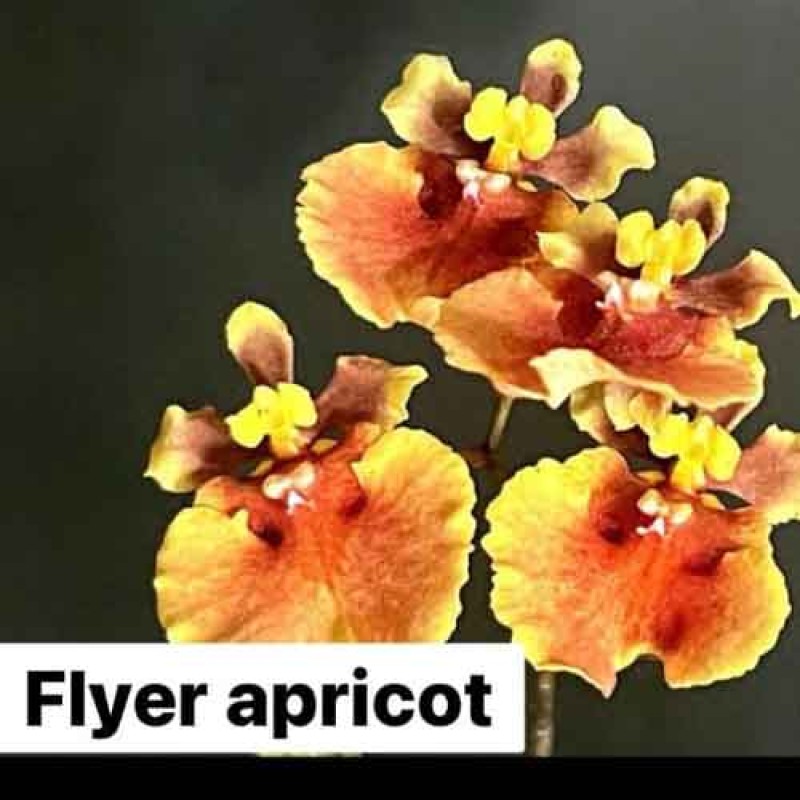 TULUMINA - FLYER  APRICOT 