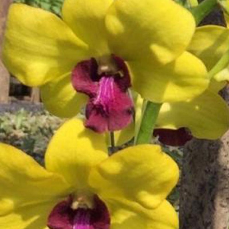DENDROBIUM - YELLOW RED LIP 516