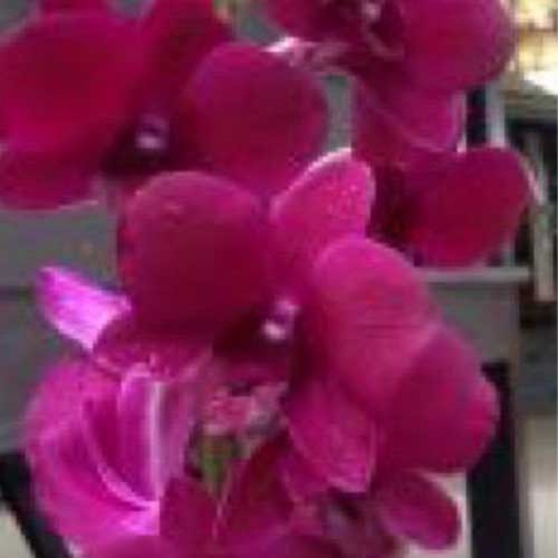 DENDROBIUM SEEDLING -  PANAMA RED