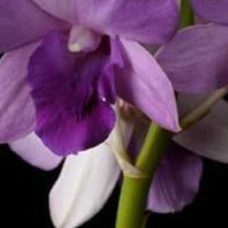 DENDROBIUM - BLUE PLANET 