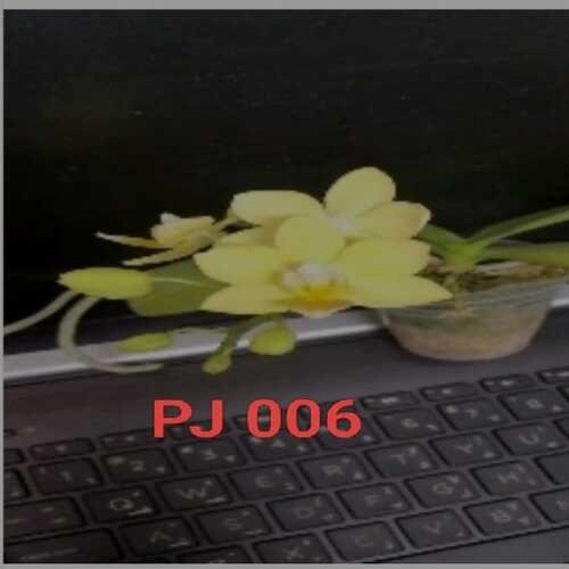 PJ-006