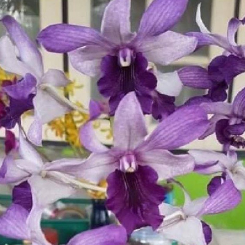 DENDROBIUM - SERENE CHANG