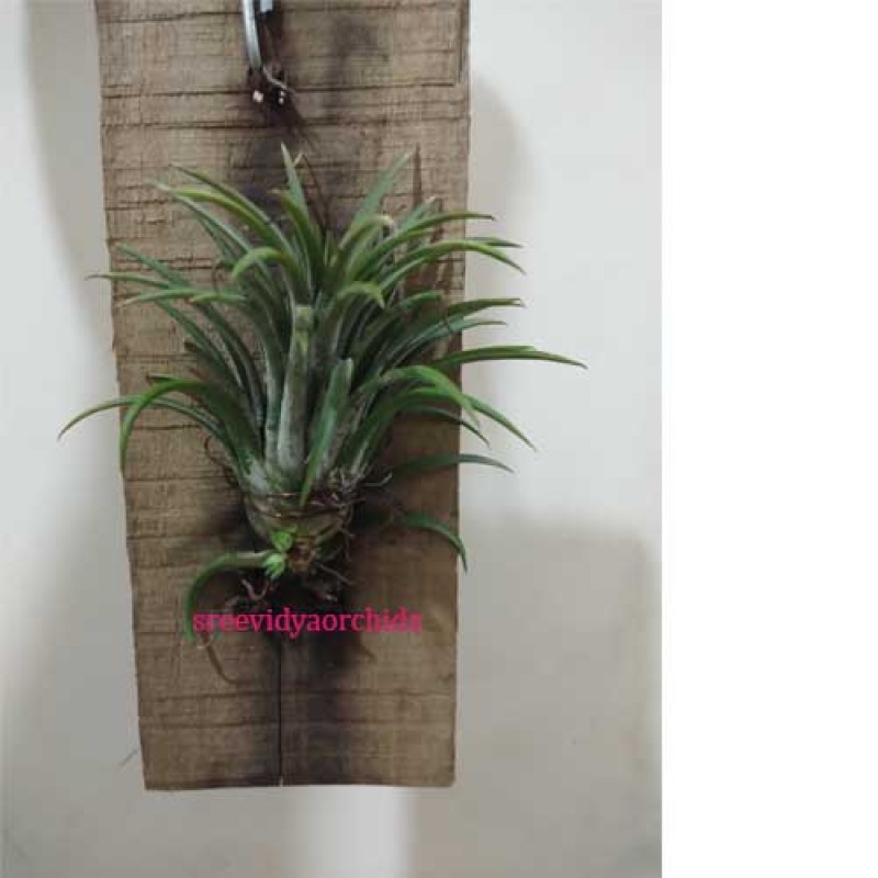TILLANDSIA IONANTHA - MOUNTED AIR PLANT