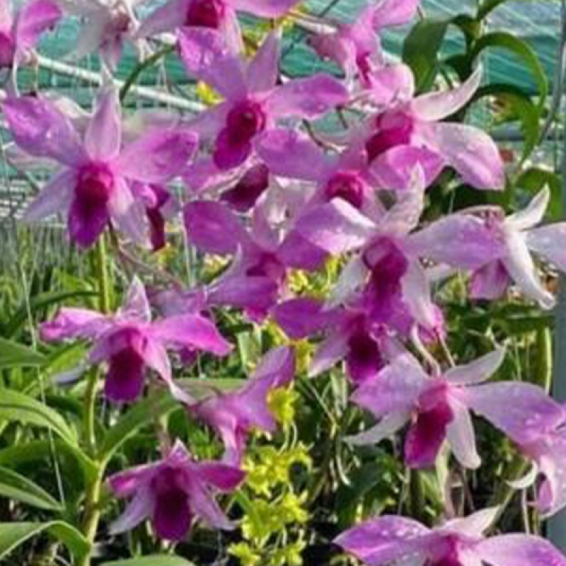 DENDROBIUM - CAESAR PINK  # 17