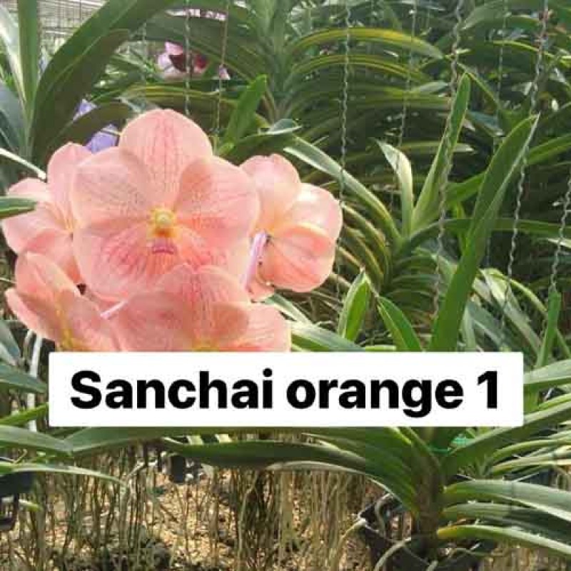 VANDA SANCHAI ORANGE 1 MATURE PLANT