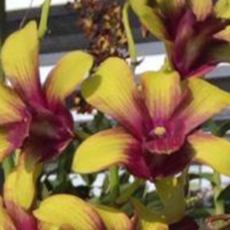 DENDROBIUM - SURIYA GOLD 