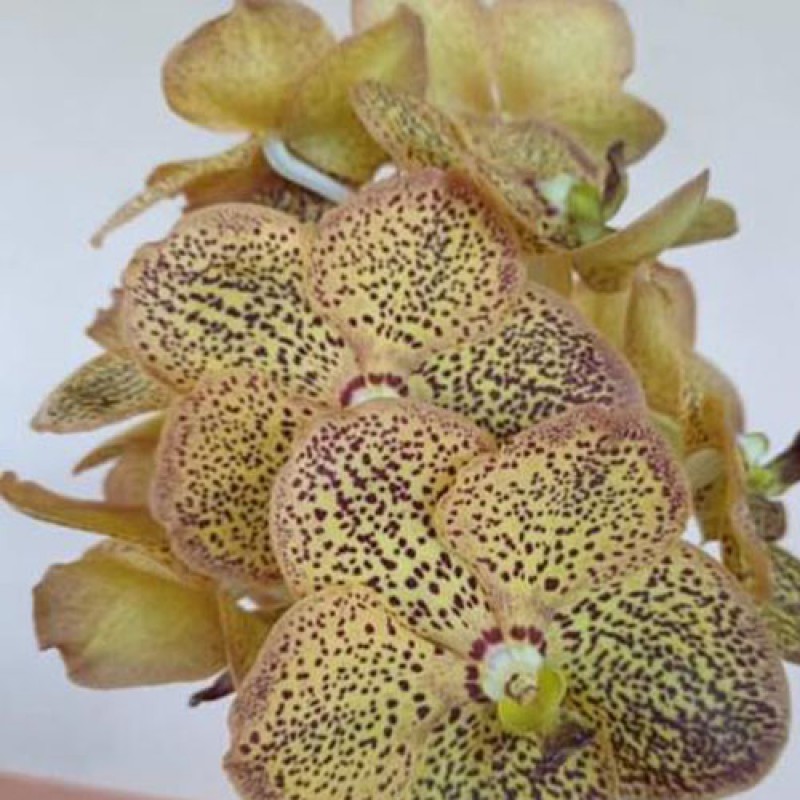 VANDA - KC SPOT # 308 