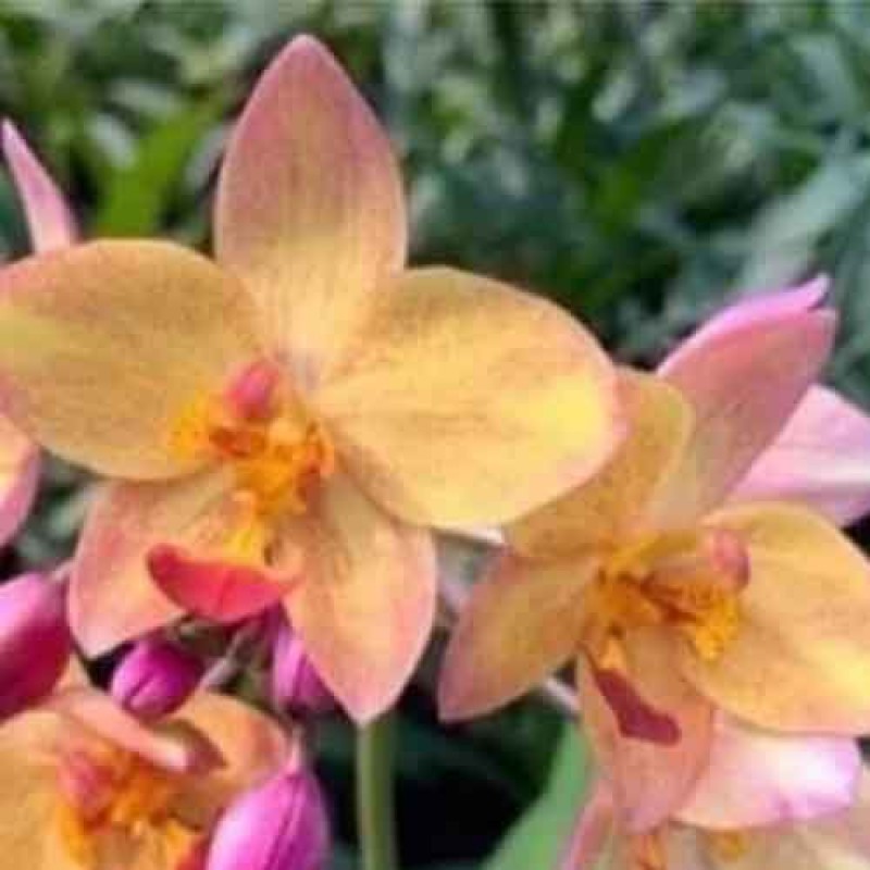 SPATHO - BIG YELLOW FANCY 