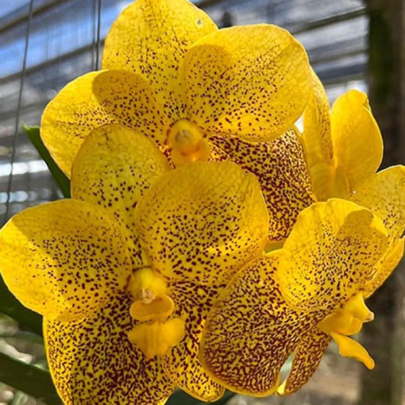 VANDA - YELLOW SPOT # 79 
