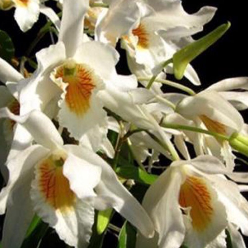 DENDROBIUM - CHASTE 