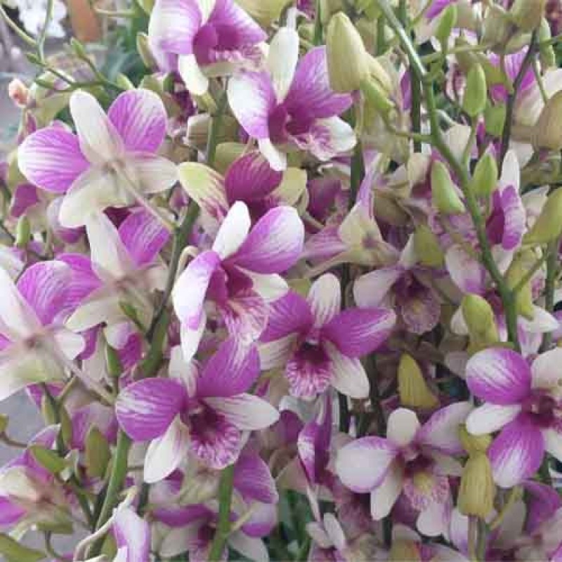 BKK MICKEY PINK  MATURE PLANTS