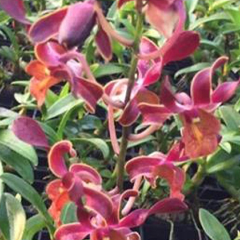 DENDROBIUM LASIAN BROWN ORANGE LIP