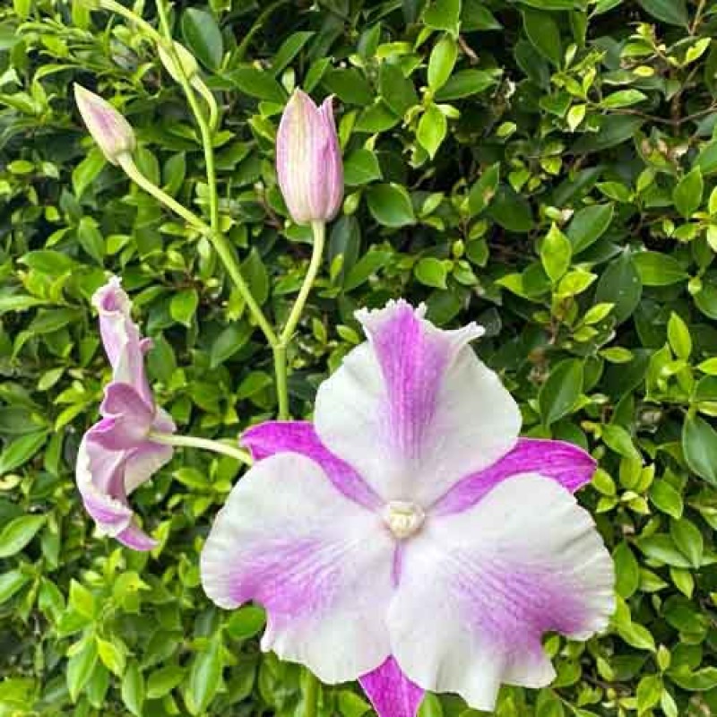 DENDROBIUM STARFISH TWO TONE MATURE PLANT