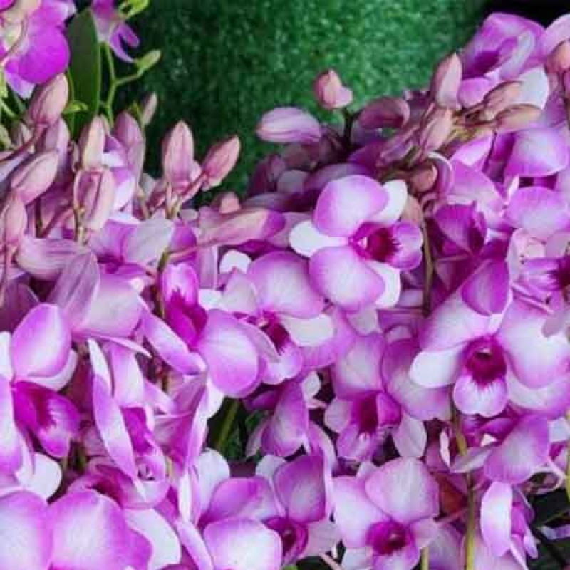 DENDROBIUM SWEET 2  TONE MATURE