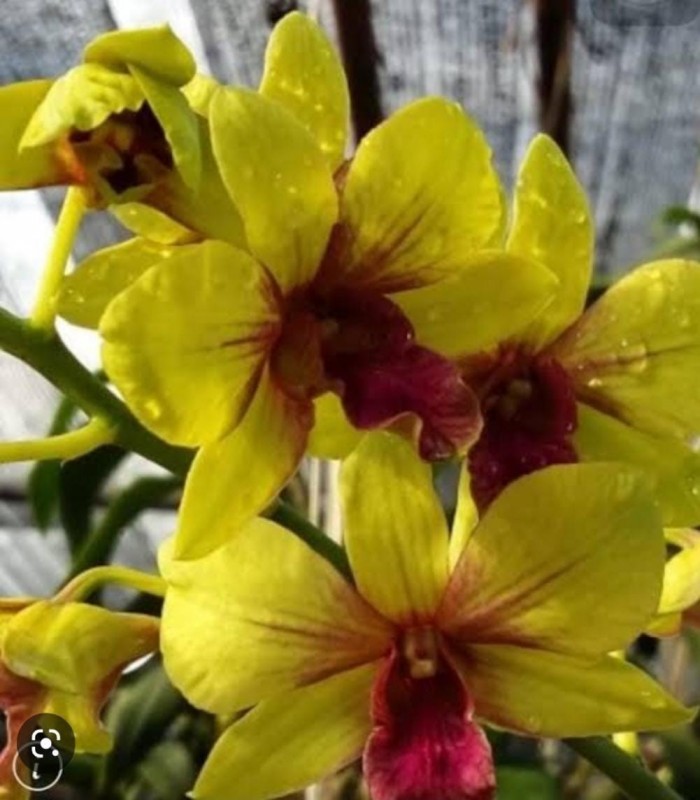 DENDROBIUM - YELLOW SPLASH 511