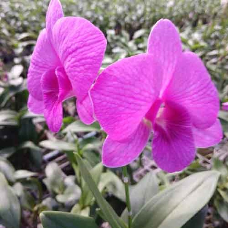 DENDROBIUM MOON PINK MATURE PLANTS