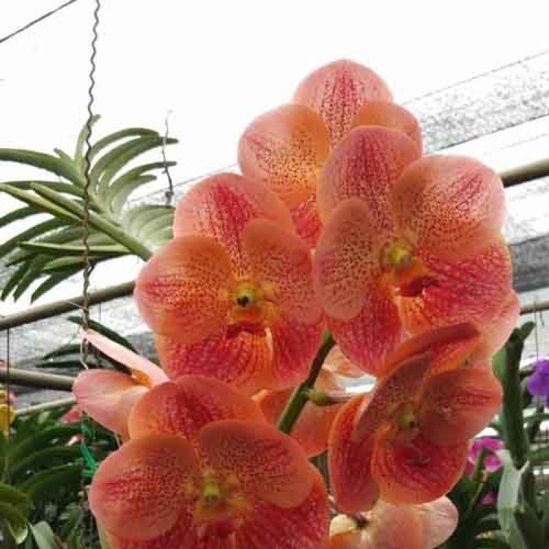 VANDA SANCHAI ORANGE 2