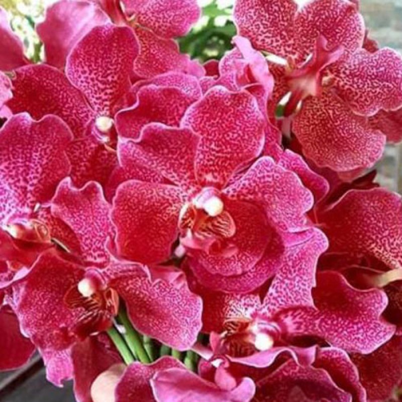 SUN VANDA - RED