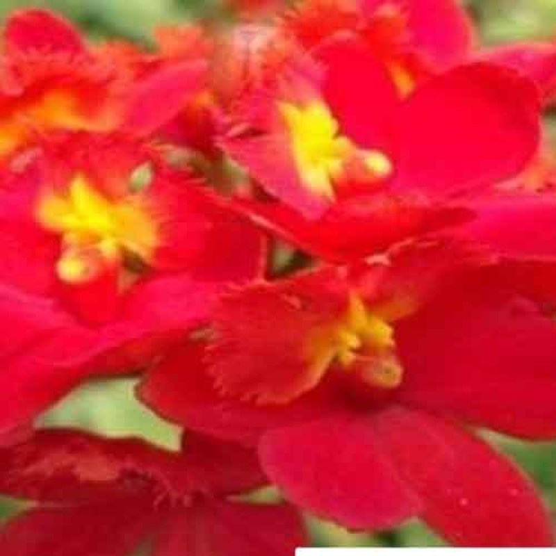 EPPIDENDRUM BIG RED SOC SEEDLINGS 
